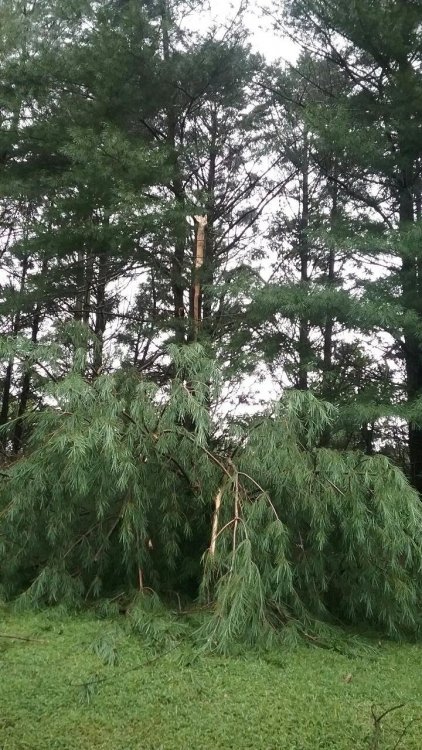 Resized_pine tree 09.jpeg