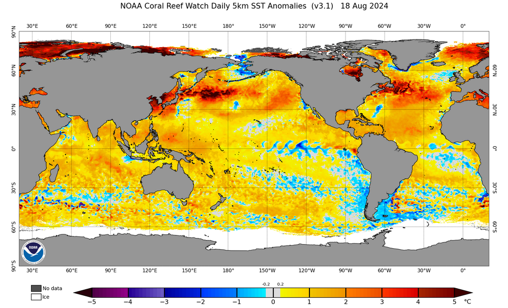 ct5km_ssta_v3.1_global_current (1).png