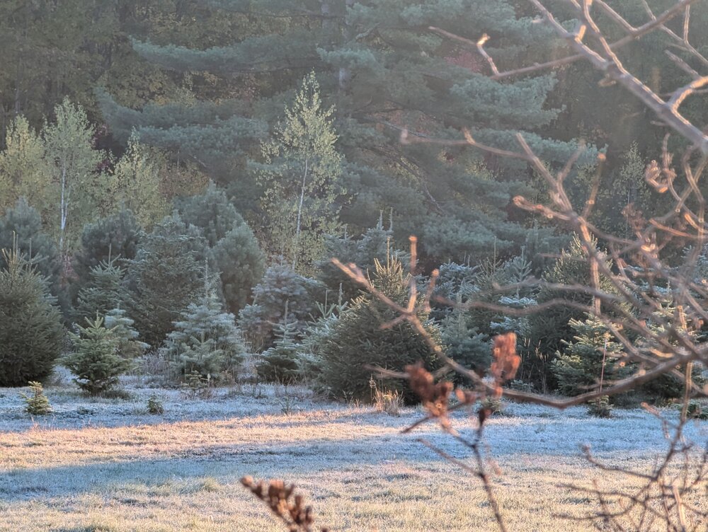 2024 Oct 17 Frost.jpg