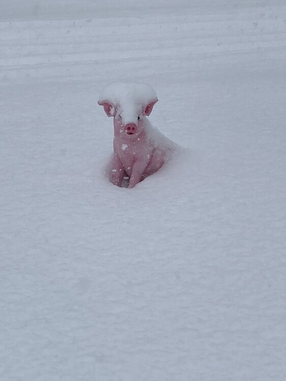 pig in snow.jpg