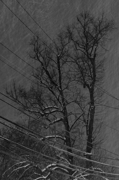 Snow_20250106_5.thumb.jpg.660e50602609ac2b19d023d6d130b1b3.jpg