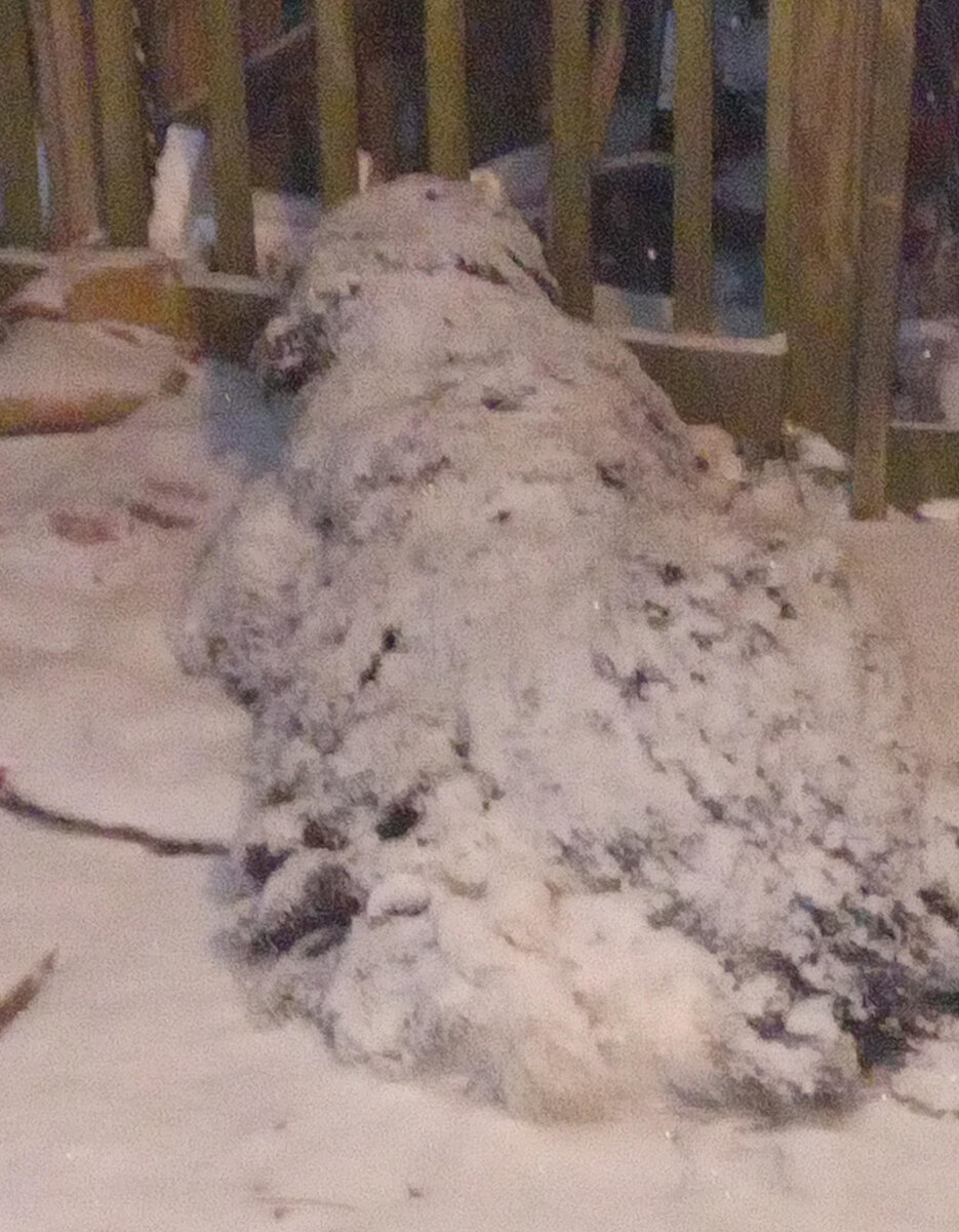 large.SnowDog.jpg.30684e2e7ab0a5b4589b43c83e252d2e.jpg